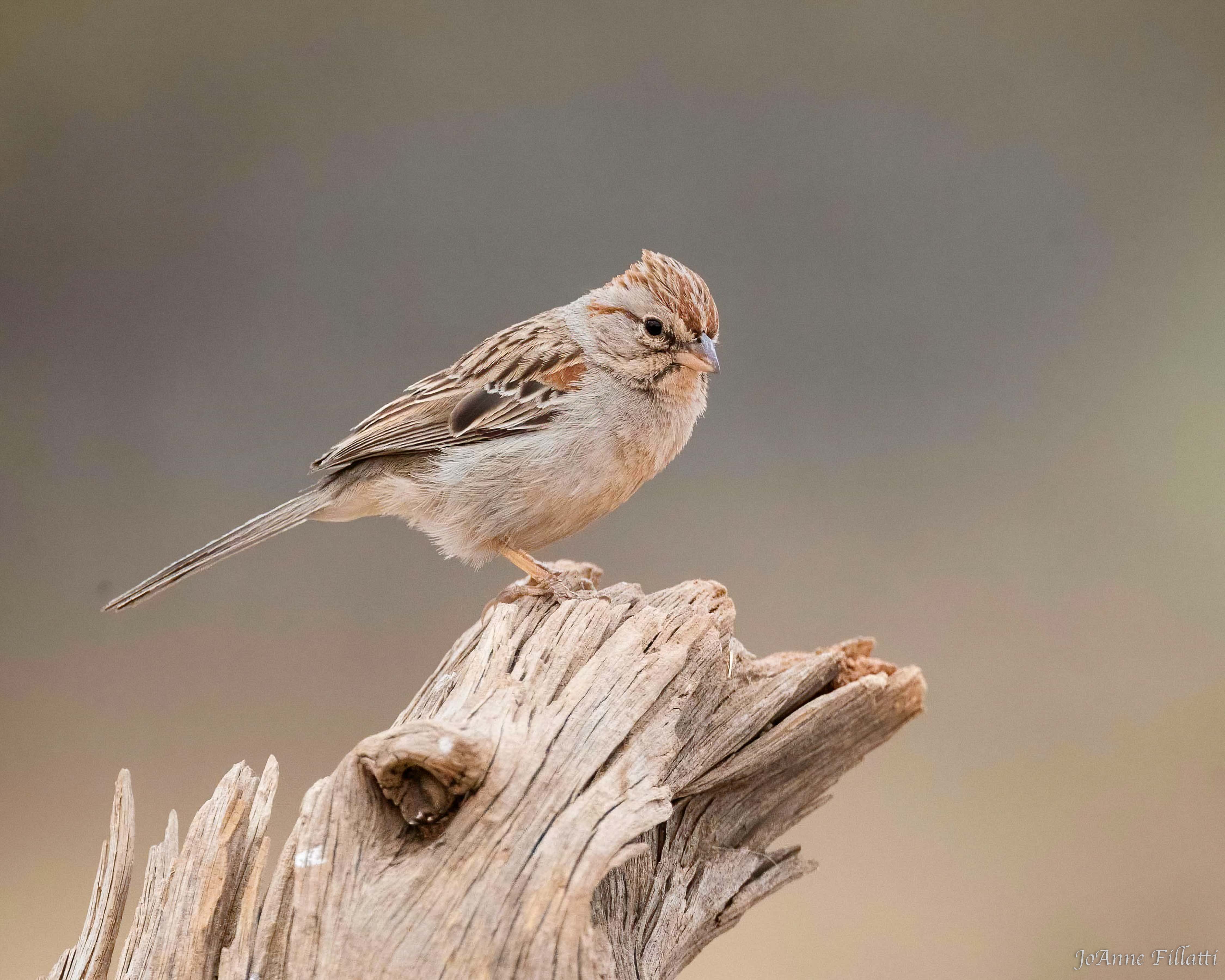 bird of arizona image 7